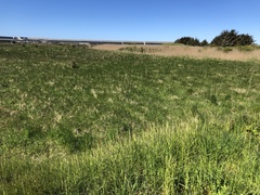 Alopecurus pratensis