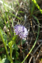 Globularia