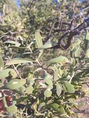 Salvadora australis