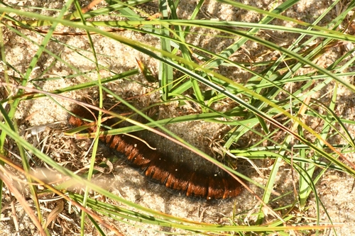 Fox Moth