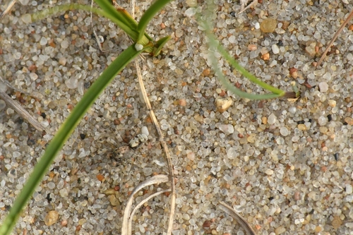 Sand Bear Spider