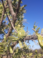 Salvadora australis