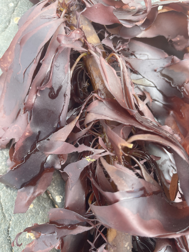 Palmaria palmata observed 2026-09-19
