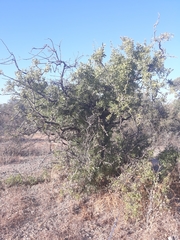 Salvadora australis