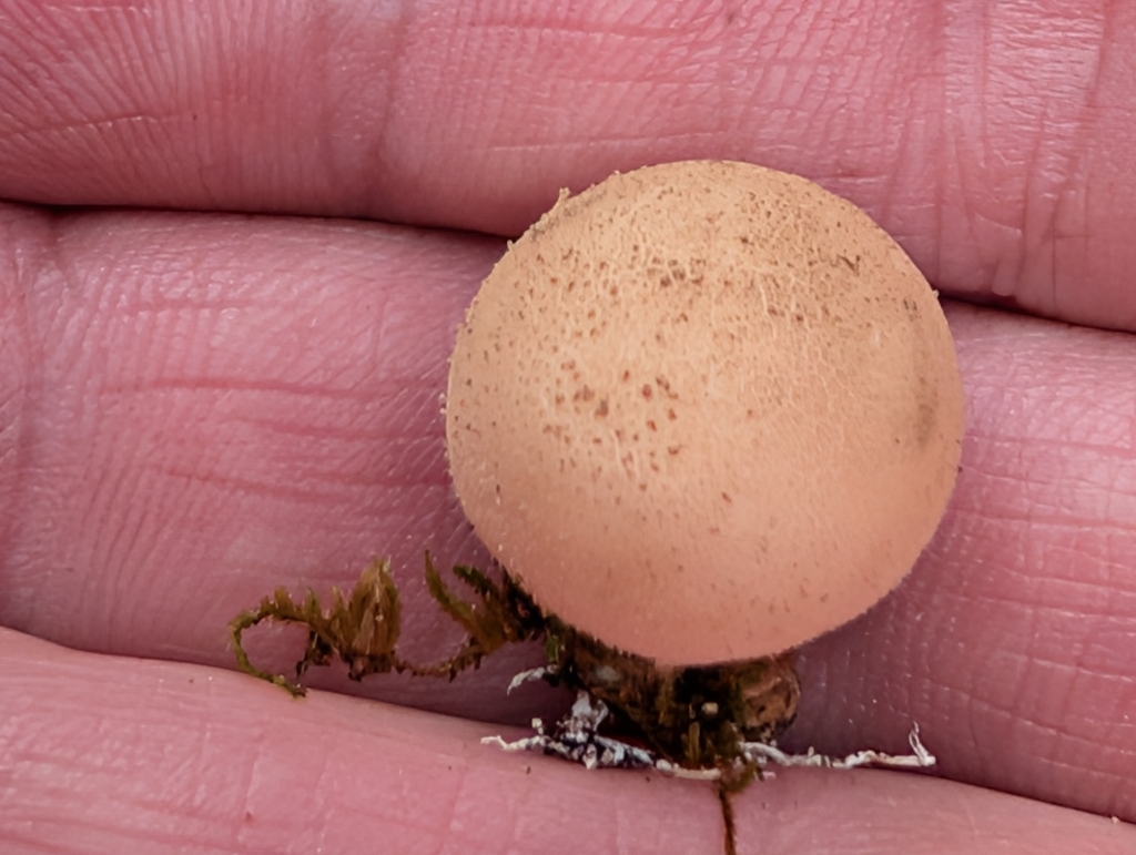 Pear-shaped Puffball · September 2026 · photo: Photo: (c) Connor Sites-Bowen, some rights reserved (CC BY) · iNaturalist