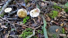 Russula roseopileata