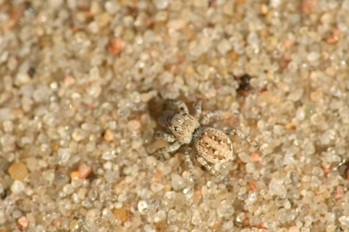 Distinguished Jumping Spider