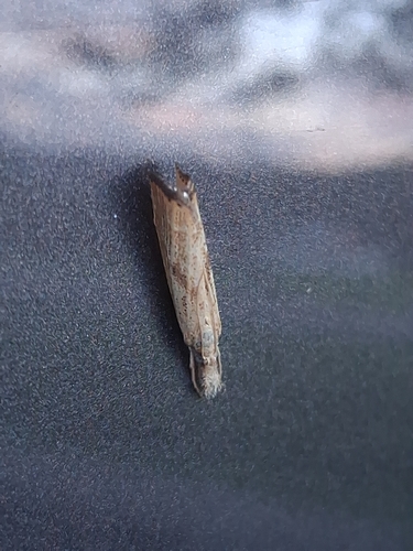 Lesser Vagabond Sod Webworm Moth