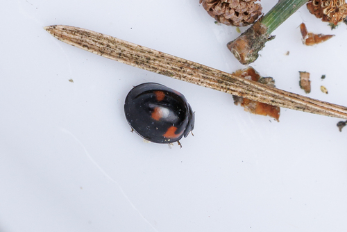 Pine Ladybird