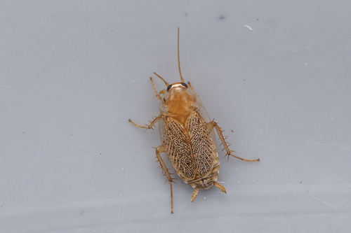 Variable Cockroach