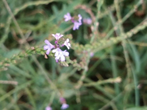 Common vervain
