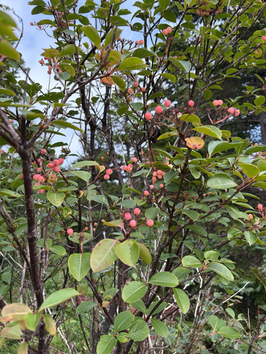 northern wild raisin