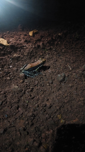 Wide-spread Fungoid Frog
