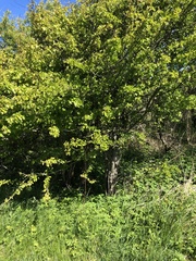 Berberis vulgaris
