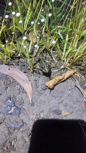 Indus Valley Bullfrog