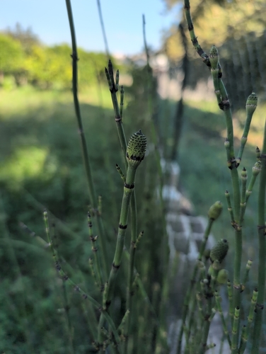 rough horsetail