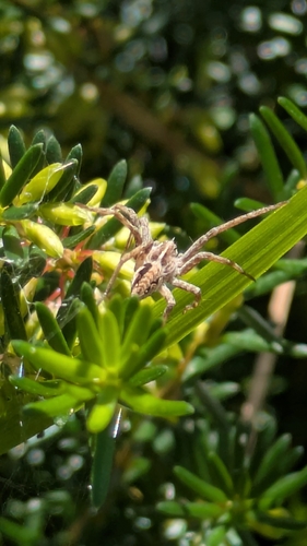 European Nursery Web spider