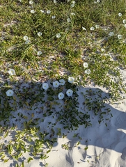Ipomoea imperati, photograph (c) ncb1221, some rights reserved (CC BY)