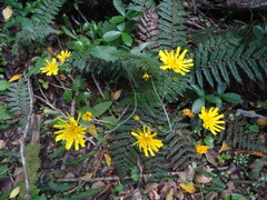 Hieracium lepidulum