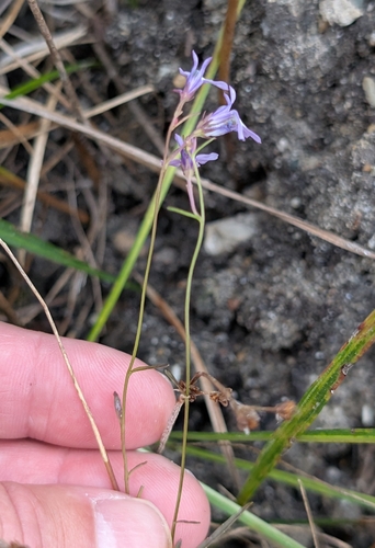 Lobelia kalmii, photograph 3