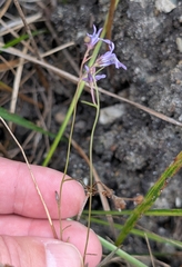 Lobelia kalmii, photograph (c) Alan Prather, some rights reserved (CC BY)