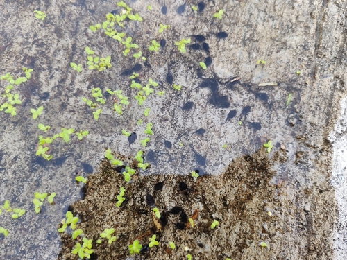 Asian Common Toad