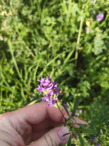 Alfalfa