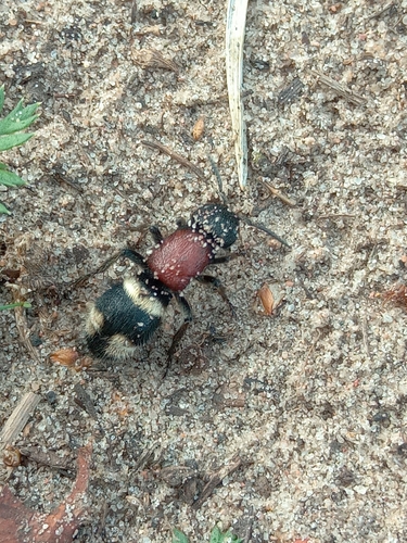Large Velvet Ant