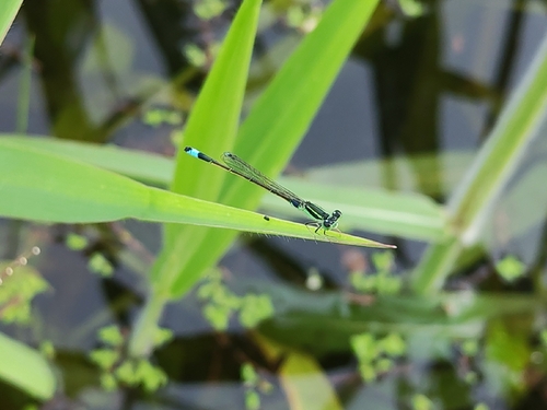 Common Bluetail