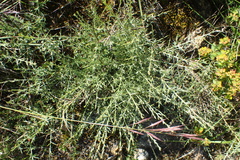 Genista scorpius