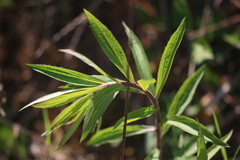 Cassida stigmatica