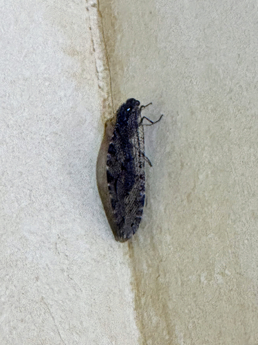 Polystoechotes punctata