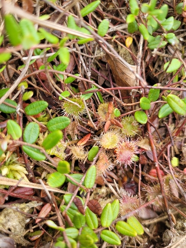 round-leaved sundew