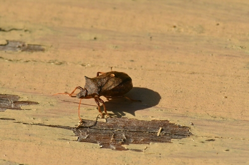Spiny Shield Bug