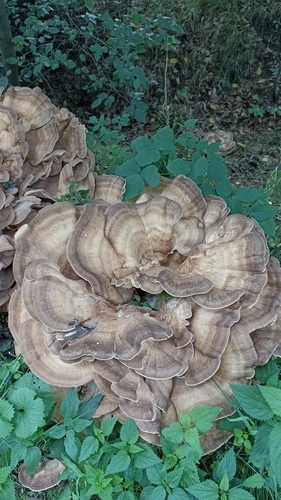 Giant Polypore