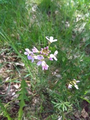 Cardamine pratensis