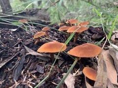 Gymnopilus ferruginosus