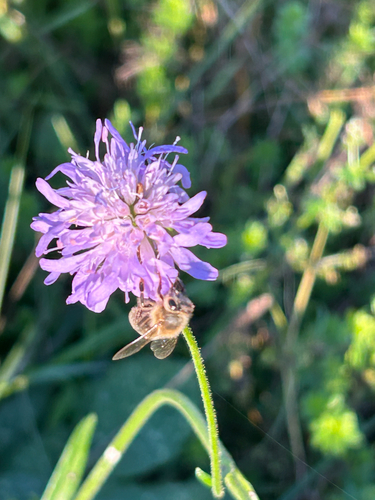 Western Honey Bee