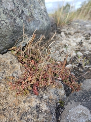 Epilobium brunnescens