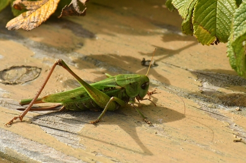 Wart-biter