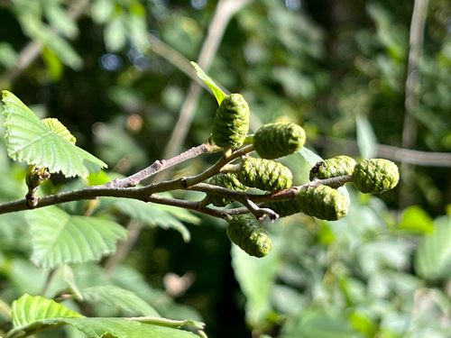 grey alder