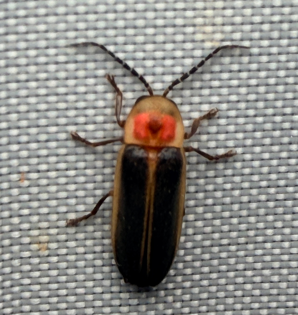 Common Eastern Firefly