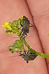 Closterotomus cinctipes