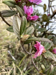 Rhododendron rubropilosum