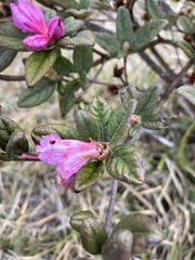Rhododendron rubropilosum
