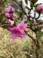 Rhododendron rubropilosum