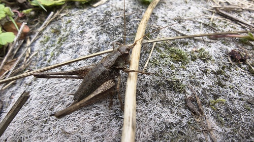 Dark Bush-cricket