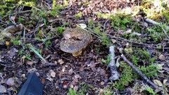 Amanita nothofagi
