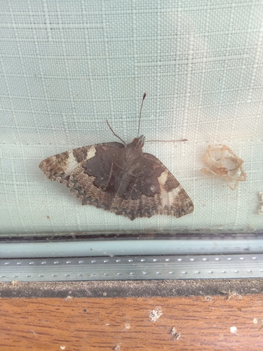 Small Tortoiseshell