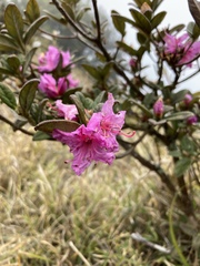 Rhododendron rubropilosum